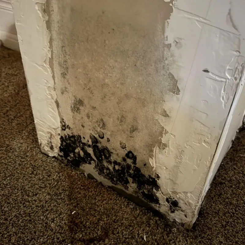 Professional Mold Removal in Johnson County, IA